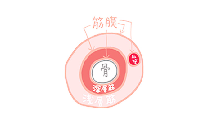 筋膜リリースイメージ1