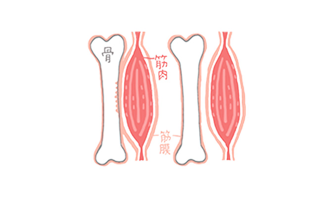 筋膜リリースイメージ2